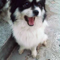 سگ زیبا ودست داشتنی خیلی تمیز و بدونه هیچ بیماری|سگ|ساری, |دیوار