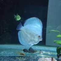 ماهی اکواریوم دیسکس