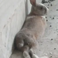 فروش خرگوش