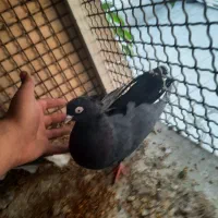 چند عدد کبوتر