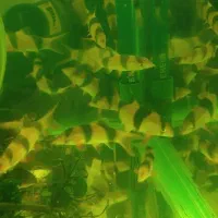 لوچ دلقک|ماهی|تهران, کوثر|دیوار