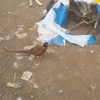 گم شده