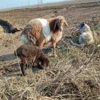 بزغاله چاق سالم|حیوانات مزرعه|علی‌آباد کتول, |دیوار