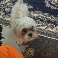 سگ سفید|سگ|مشهد, یاس|دیوار