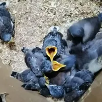 جوجه ی مرغ مینا افغانی اصل|پرنده|کرمان, |دیوار
