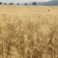 سه تن جو خریدارم پول نقد