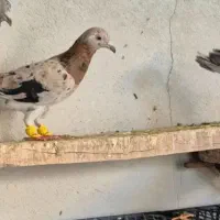 کبوتر ماده خطی وشستی|پرنده|قزوین, |دیوار