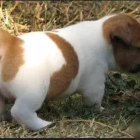 معاوضه|حیوانات|داراب, |دیوار