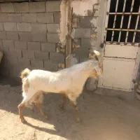 نر بز سانن