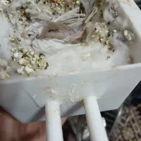 فنچ|پرنده|خمینیشهر, |دیوار