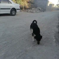 سگ توافقی|سگ|شاهدشهر, |دیوار