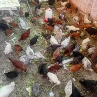 نوچه مرغ رسمی ۵ ماهه