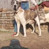 ماده شکم پر آلابای