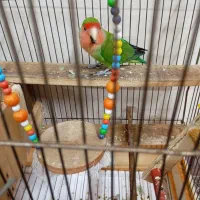 طوطی برزیلی نر خوشگل و خوش رنگ قشنگ میخونه|پرنده|تهران, شهرک طالقانی|دیوار