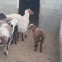 بره قوچ دورگ کردی مهربانی|حیوانات مزرعه|کاشان, لتحر|دیوار