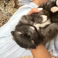 نژاد ترکیبی