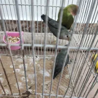 3عدد فیشر رنگ خاص|پرنده|آبادان, |دیوار