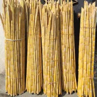 نی مخصوص گلخانه وباغ|خدمات باغبانی و درختکاری|رشت, باهنر|دیوار
