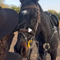 عکاسی با اسب|خدمات پذیرایی، مراسم|قزوین, |دیوار