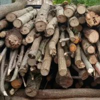 خرید چوب|خدمات باغبانی و درختکاری|رودسر, |دیوار