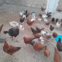 مرغ محلی|حیوانات مزرعه|یاسوج, |دیوار