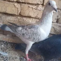 شامی کفتر حریف نر