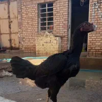 لاری|حیوانات مزرعه|بهارستان, |دیوار