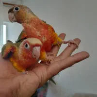 طوطی گرینچیک های سرلاکی  رد و اکستریم و دبل رد