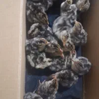 جوجه بوقلمون