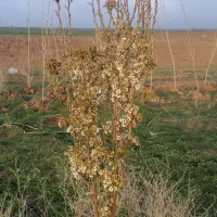 باغ|خدمات باغبانی و درختکاری|اردبیل, |دیوار