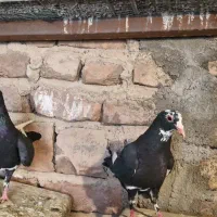 پلنگ جفت|پرنده|چترود, |دیوار