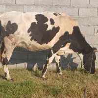 گاو هلشتاین وگوساله نر|حیوانات مزرعه|لولمان, |دیوار