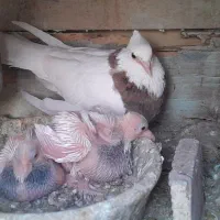 یه جفت نر و ماده  با جوجه طوقی سرور|پرنده|قم, آزادگان|دیوار