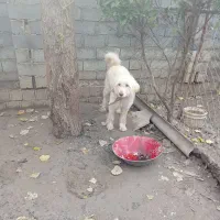 سگ ریشی ماده