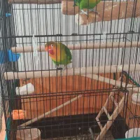 جفت کوتوله برزیلی
