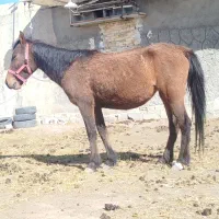 یک راس مادیان ابستن به همراه کره اسب شش ماهه