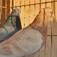 کبوتر پرشی جفت|پرنده|وحیدیه, |دیوار