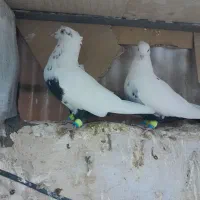 خواهشا عکس خوب نگاه کن پسند شد زنگ بزن .|پرنده|اقبالیه, |دیوار