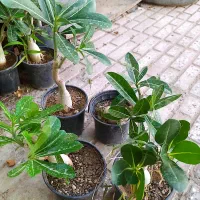 فروش گل ادرنیوم