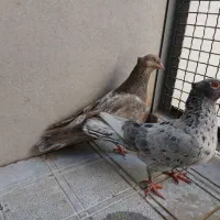 سار سرور کاکلی
