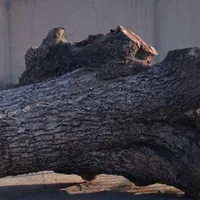 خریدچوب وریشه در حیاط باغ|خدمات باغبانی و درختکاری|ارومیه, |دیوار