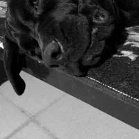 کنکوسو آموزش دیده فول کیفیت|سگ|کرمان, |دیوار