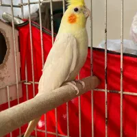 عروس هلندی مولد