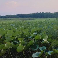 راهنمایی میکنم
