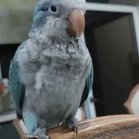 طوطی‌ راهب سه ماهه