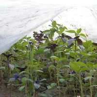 خدمات کشاورزی وباغبانی کاشت انواع درختان میوه|خدمات باغبانی و درختکاری|کاشان, ۲۲ بهمن|دیوار