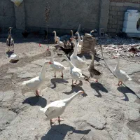 جوجه قو غاز پنج ماهه