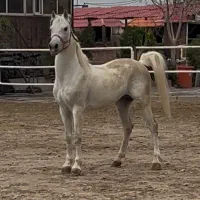 اسب نریان