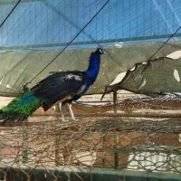 طاوس نر و ماده هندی