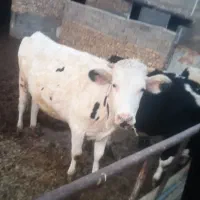 تلیسه پای کل|حیوانات مزرعه|رباطکریم, رباطکریم|دیوار